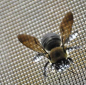 Fliegengitter Insektenschutz für Fenster und Türen